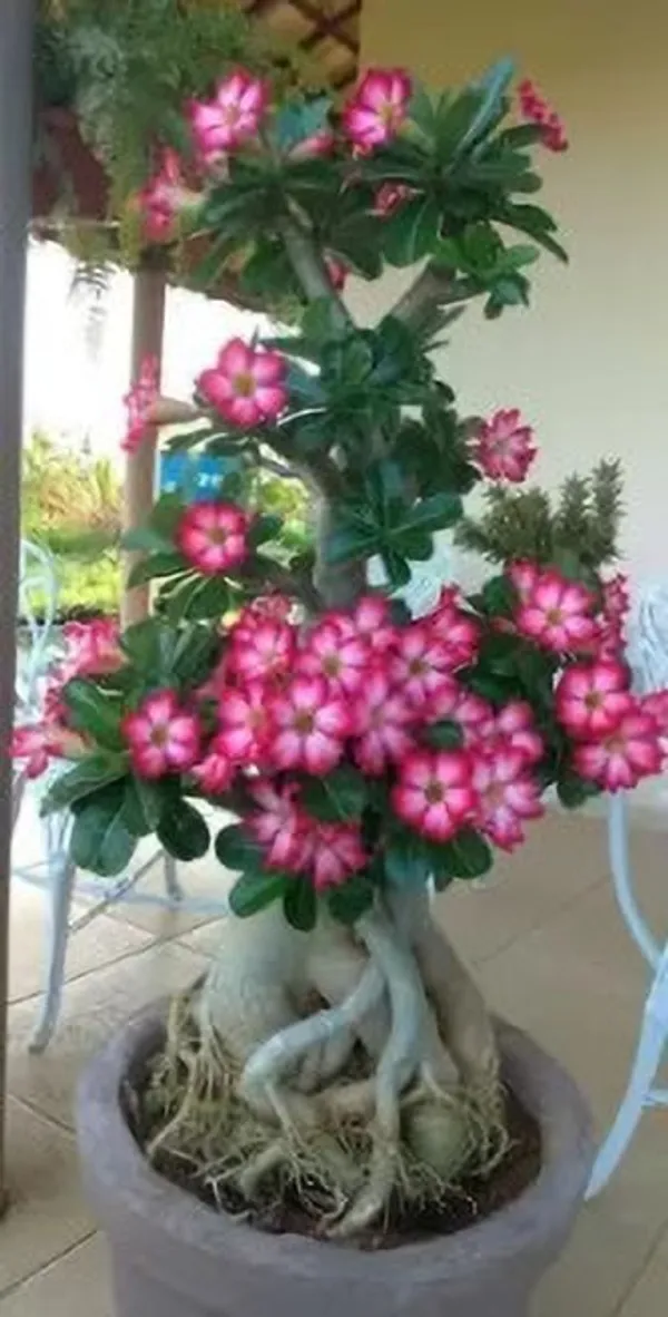 Adenium_Plant_(Hybrid,_Pack_of_1)