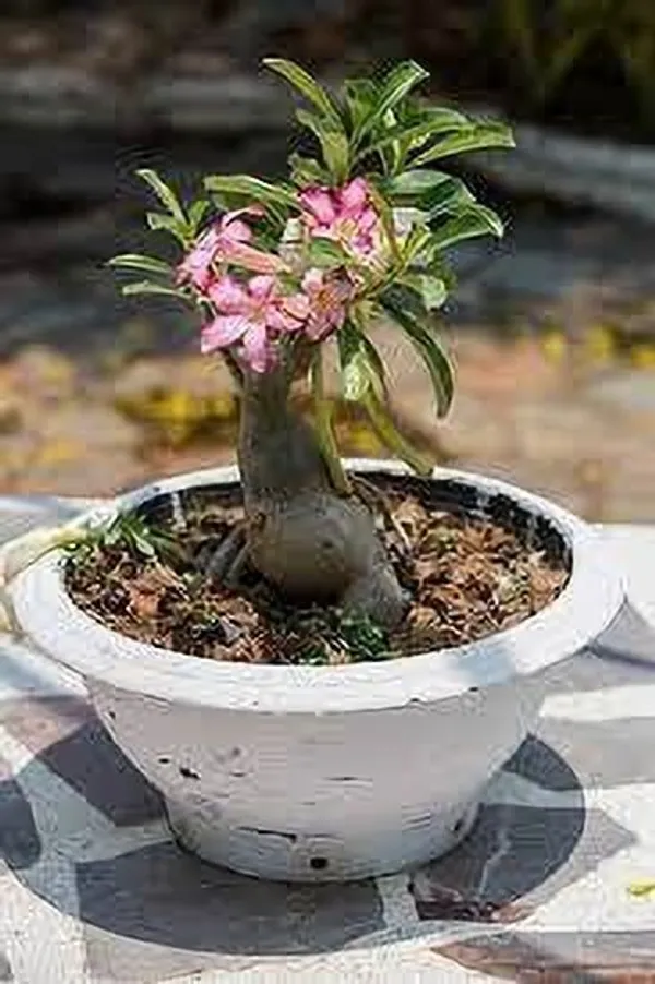 Adenium_Plant_(Hybrid,_Pack_of_1)