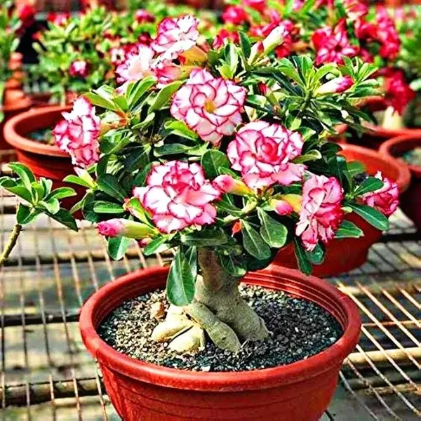 Adenium_Plant_(Hybrid,_Pack_of_1)