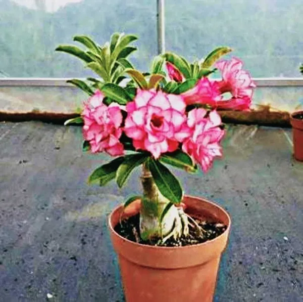 Adenium_Plant_(Hybrid,_Pack_of_1)