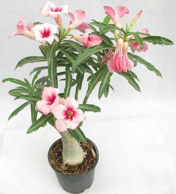 Adenium_Plant_(Hybrid,_Pack_of_1)