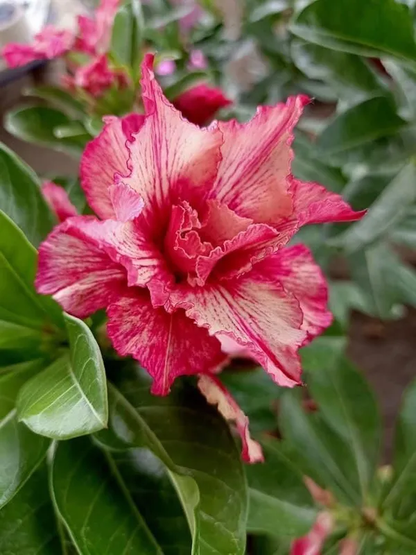 Adenium_Plant_(Hybrid,_Pack_of_1)