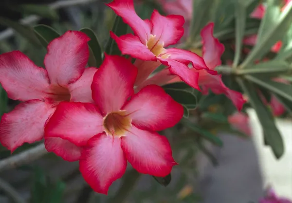 Adenium_Plant_(Hybrid,_Pack_of_1)