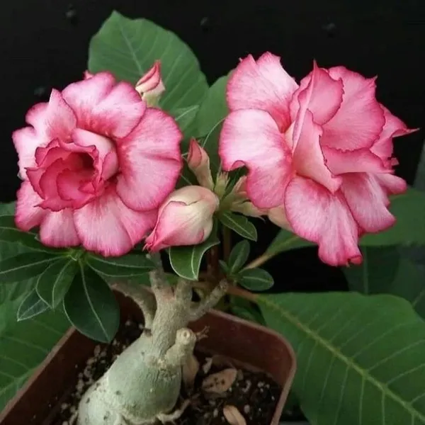 Adenium_Plant_(Hybrid,_Pack_of_1)
