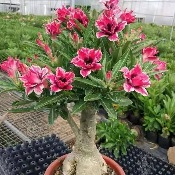 Adenium_Plant_(Hybrid,_Pack_of_1)