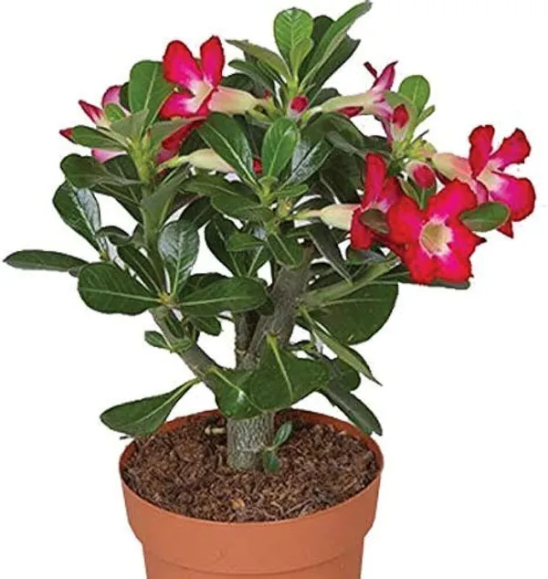 Adenium_Plant_(Hybrid,_Pack_of_1)