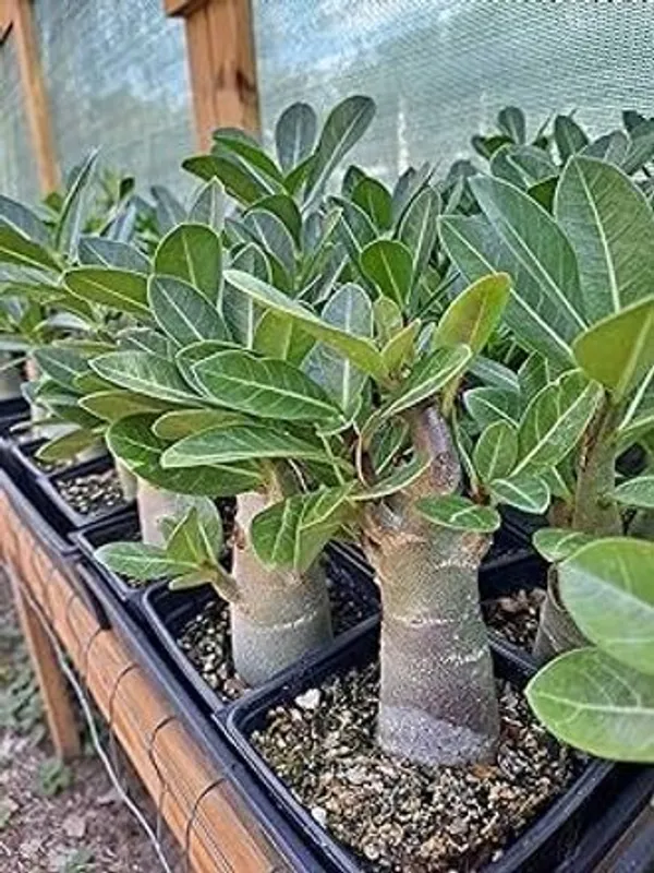 Adenium_Plant_(Hybrid,_Pack_of_1)