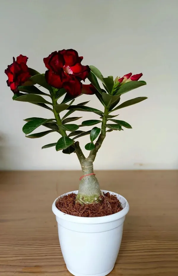 Adenium_Plant_(Hybrid,_Pack_of_1)