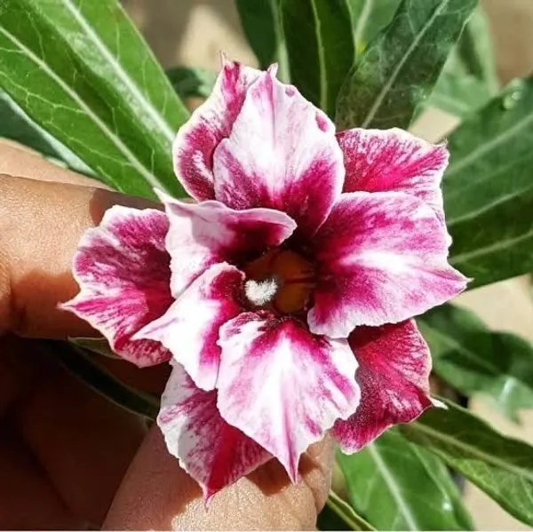 Adenium_Plant_(Hybrid,_Pack_of_1)
