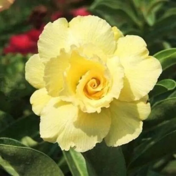 Adenium_Plant_(Hybrid,_Pack_of_1)