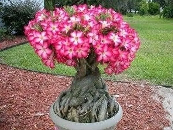 Adenium_Plant_(Hybrid,_Pack_of_1)