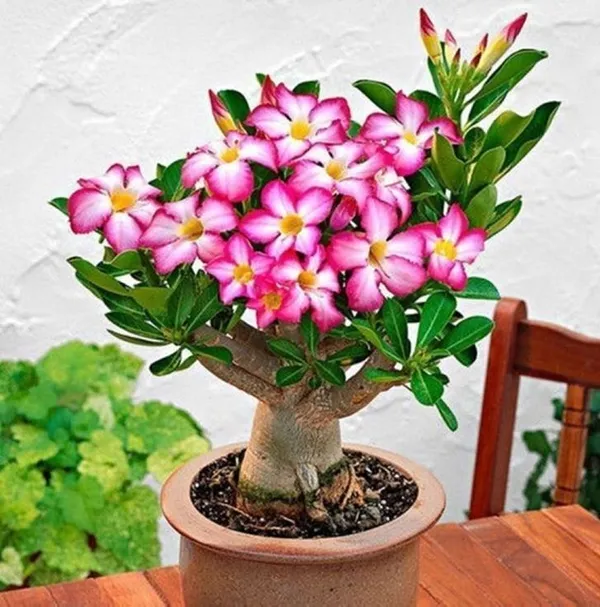 Adenium_Plant_(Hybrid,_Pack_of_1)
