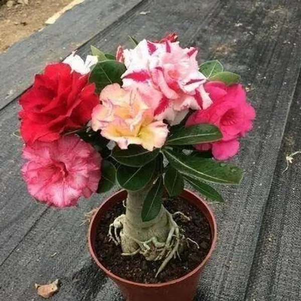 Adenium_Plant_(Hybrid,_Pack_of_1)