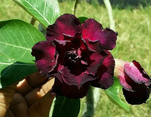 Adenium_Plant_(Hybrid,_Pack_of_1)