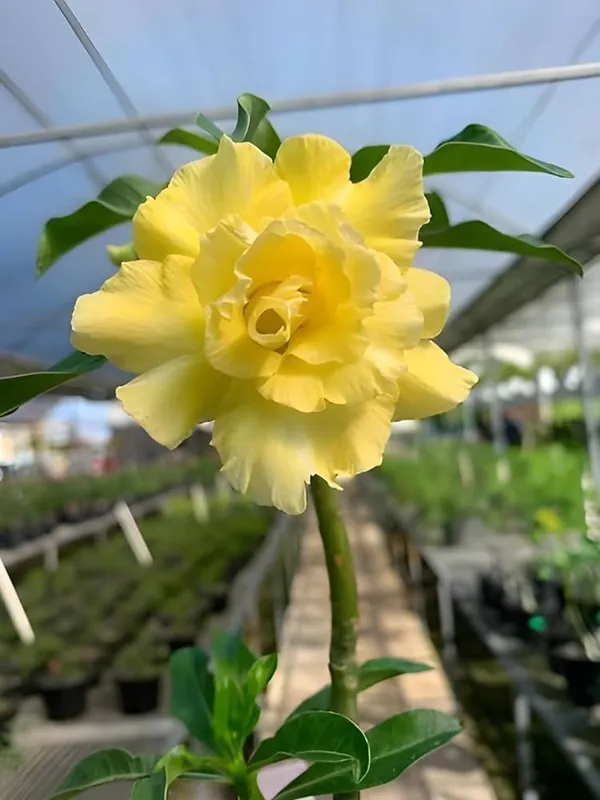 Adenium_Plant_(Hybrid,_Pack_of_1)
