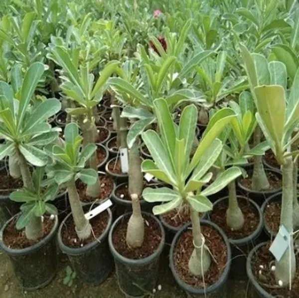 Adenium_Plant_(Hybrid,_Pack_of_1)