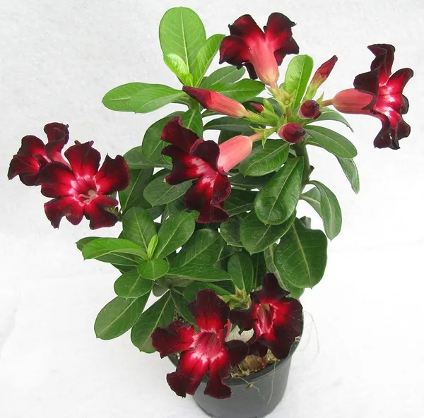 Adenium_Plant_(Hybrid,_Pack_of_1)
