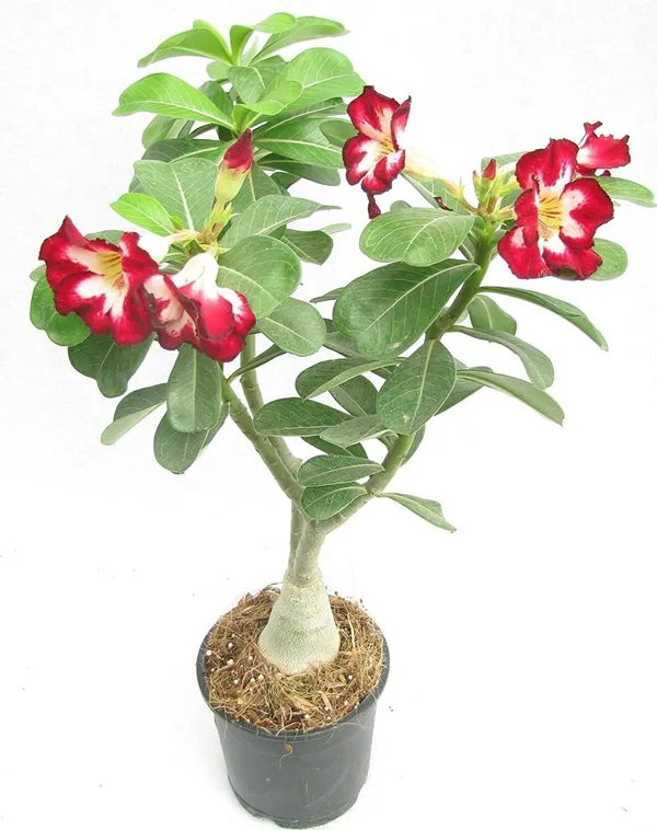 Adenium_Plant_(Hybrid,_Pack_of_1)