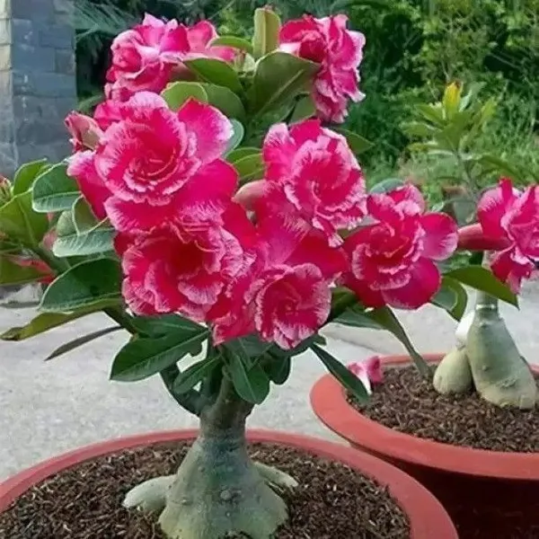 Adenium_Plant_(Hybrid,_Pack_of_1)