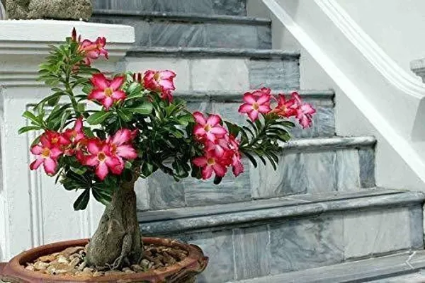 Adenium_Plant_(Hybrid,_Pack_of_1)