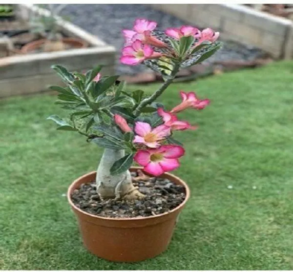 Adenium_Plant_(Hybrid,_Pack_of_1)