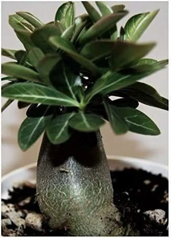 Adenium_Plant_(Hybrid,_Pack_of_1)