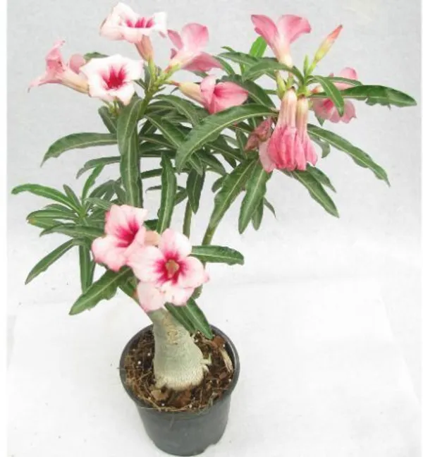 Anthurium_Plant_(Hybrid,_Pack_of_1)