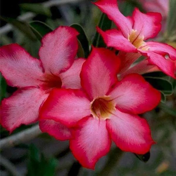 Adenium_Plant_(Hybrid,_Pack_of_1)