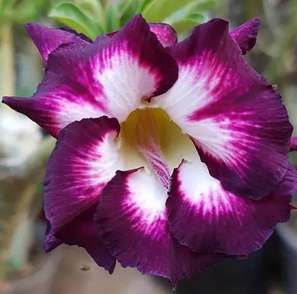 Adenium_Plant_(Hybrid,_Pack_of_1)
