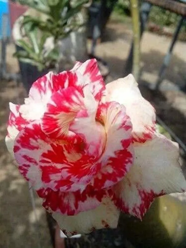 Adenium_Plant_(Hybrid,_Pack_of_1)