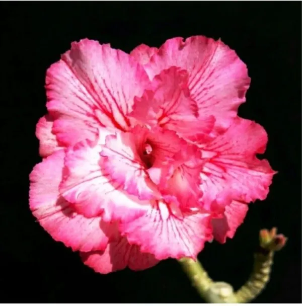 Adenium_Plant_(Hybrid,_Pack_of_1)
