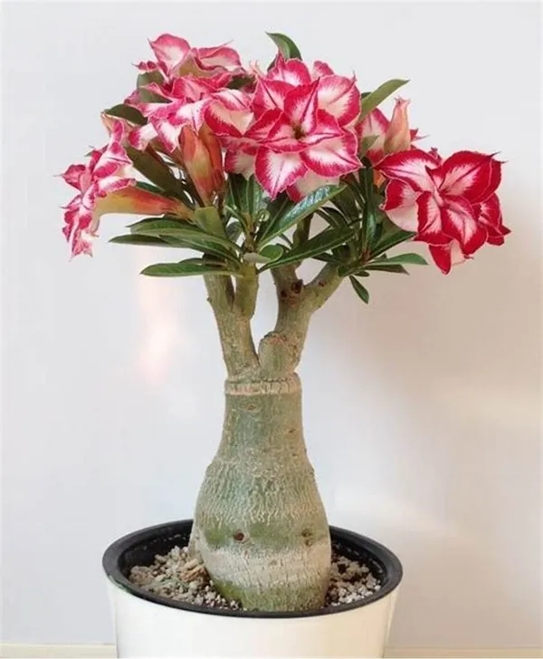 Adenium_Plant_(Hybrid,_Pack_of_1)