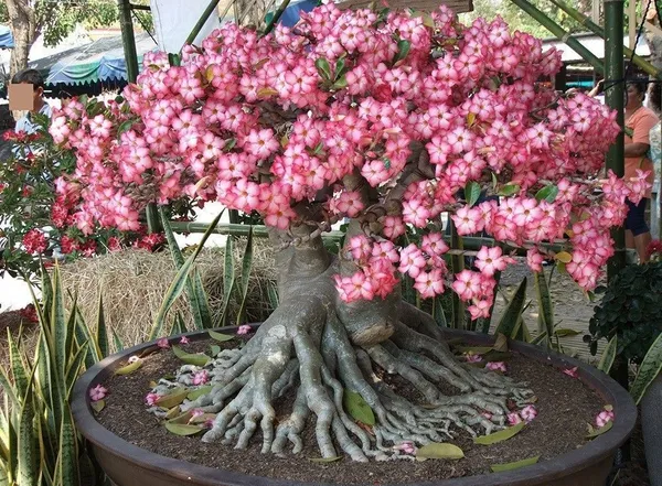 Adenium_Plant_(Hybrid,_Pack_of_1)