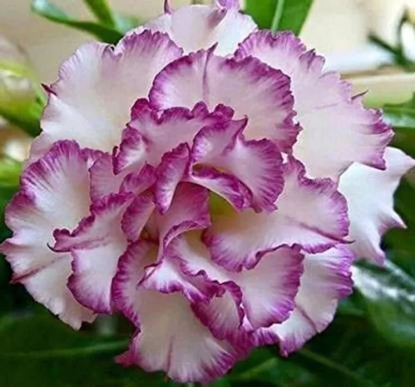 Adenium_Plant_(Hybrid,_Pack_of_1)