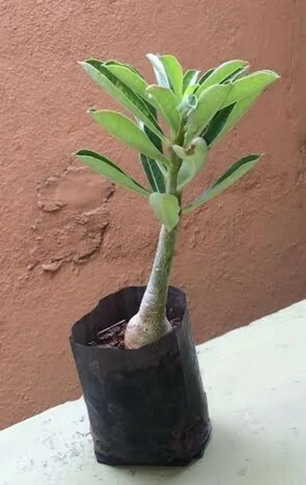 Adenium_Plant_(Hybrid,_Pack_of_1)