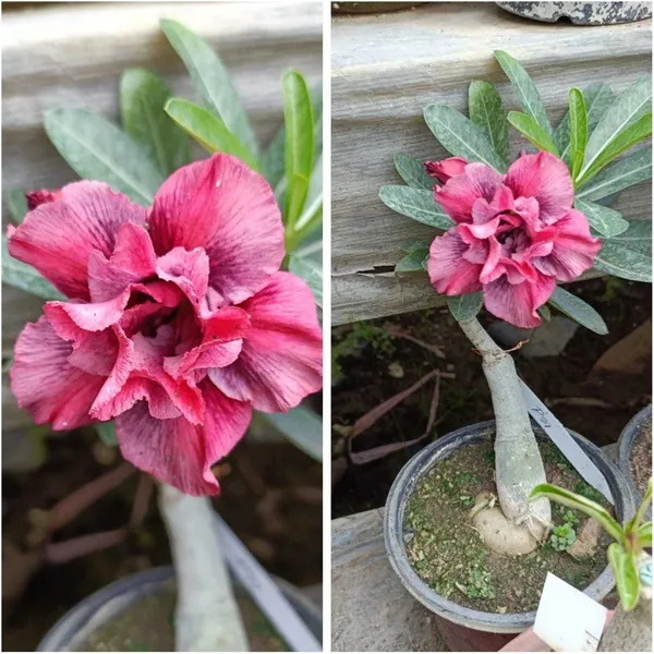 Adenium_Plant_(Hybrid,_Pack_of_1)