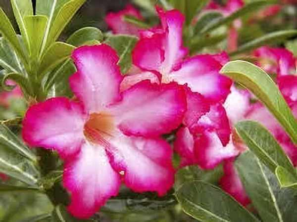 Adenium_Plant_(Hybrid,_Pack_of_1)