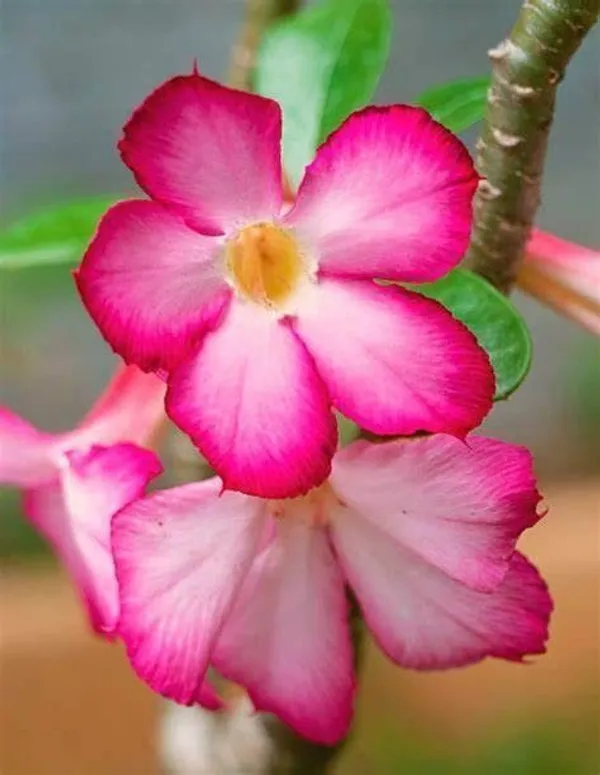 Adenium_Plant_(Hybrid,_Pack_of_1)