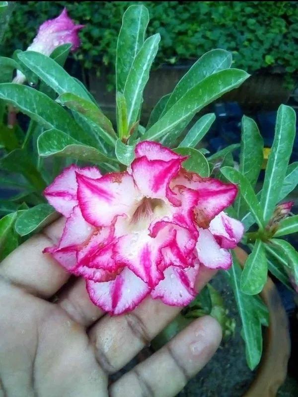 Adenium_Plant_(Hybrid,_Pack_of_1)