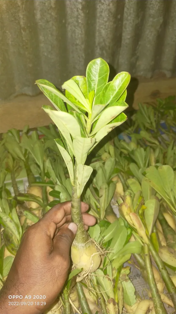 Adenium_Plant_(Hybrid,_Pack_of_1)