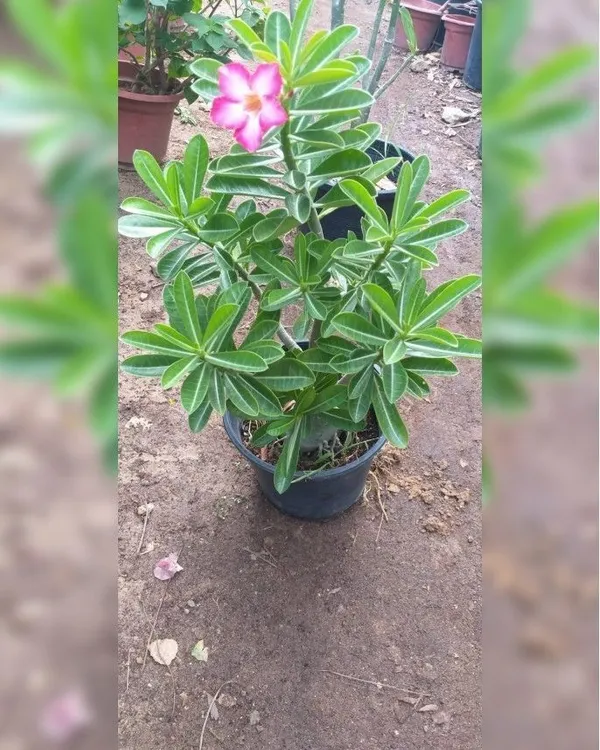 Adenium_Plant_(Hybrid,_Pack_of_1)
