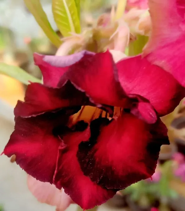 Adenium_Plant_(Hybrid,_Pack_of_1)