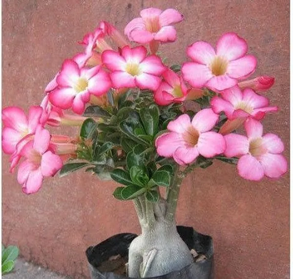 Adenium_Plant_(Hybrid,_Pack_of_1)