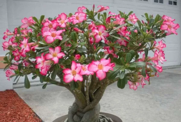 Adenium_Plant_(Hybrid,_Pack_of_1)