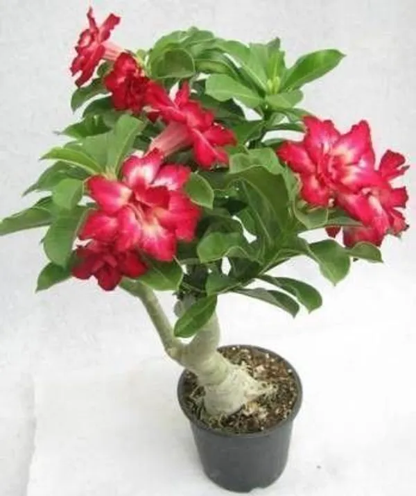 Adenium_Plant_(Hybrid,_Pack_of_1)