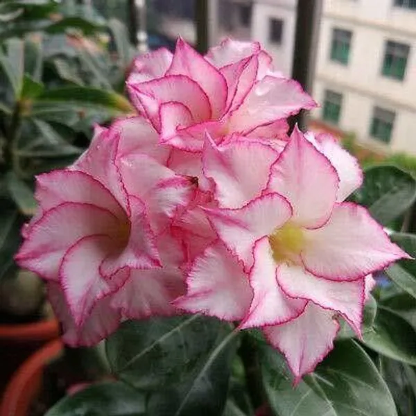 Adenium_Plant_(Hybrid,_Pack_of_1)