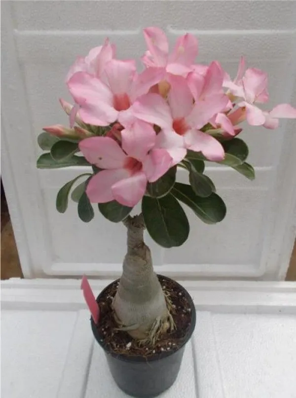 Adenium_Plant_(Hybrid,_Pack_of_1)