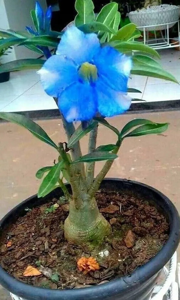 Adenium_Plant_(Hybrid,_Pack_of_1)
