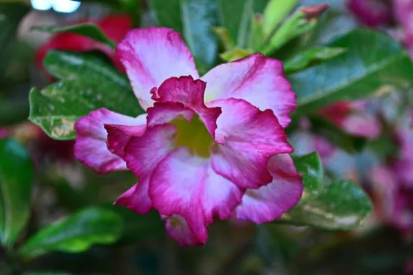 Adenium_Plant_(Hybrid,_Pack_of_1)