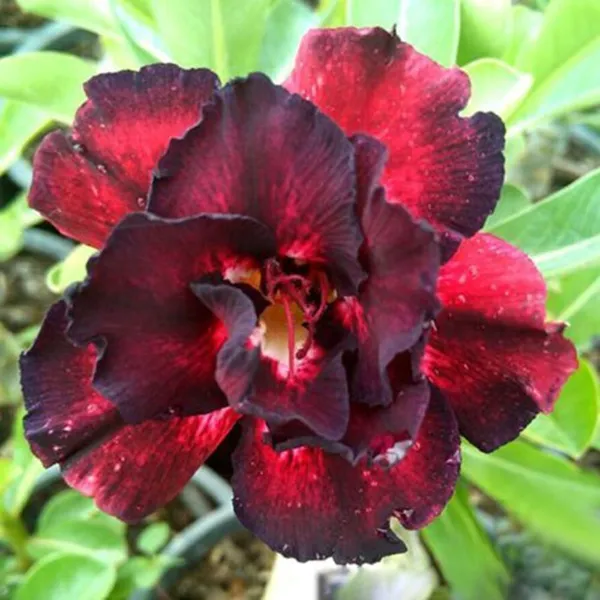 Adenium_Plant_(Hybrid,_Pack_of_1)